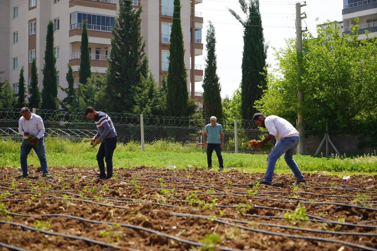 Adıyaman Belediyesi Serasında Yaz Mesaisi Başladı Adıyaman Sofrasına Doğal Bereket 